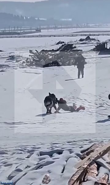 Собаки напали на ребенка в Иркутске. Псы протащили его за одежду по вс