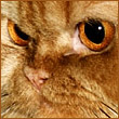 lyrus