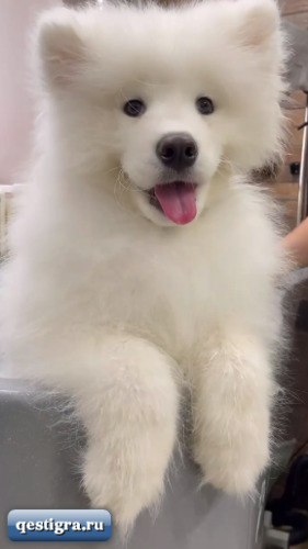 Иван Барзиков собирается продавать щенков от Лео