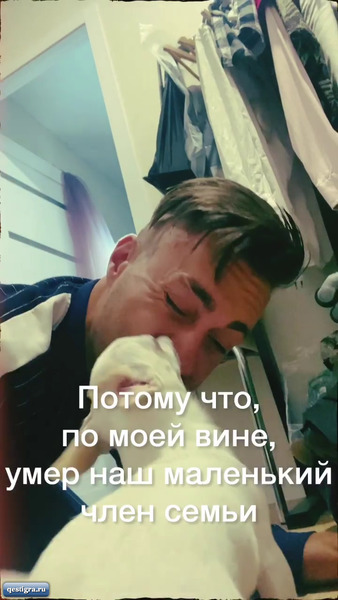 Собаку Алексея Безуса насмерть сбила машина