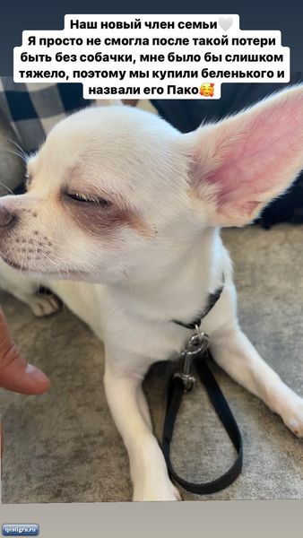 Таня Репина и Алексей Безус завели новую собаку