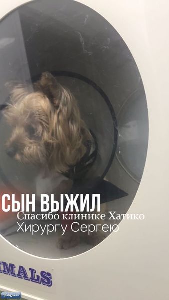 Собаки Маши Кохно вырезали опухол