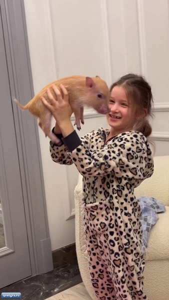 В доме Ксении Бородиной появилась свинья