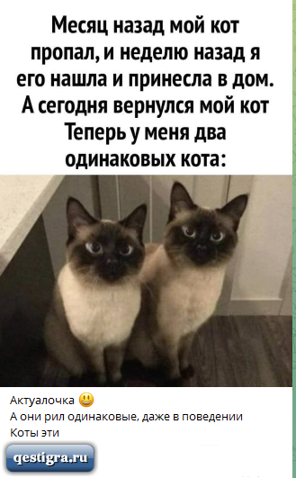 Саша Черно отдала одного кота