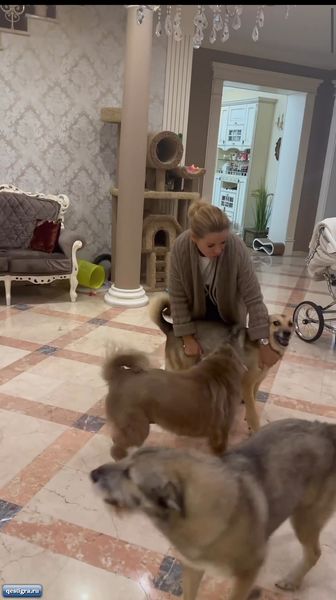 Вот так Ольгу Орлову встречают дома собаки