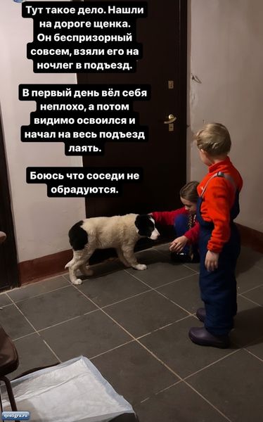 Маша Круглыхина ищет хозяина бездомному щенку