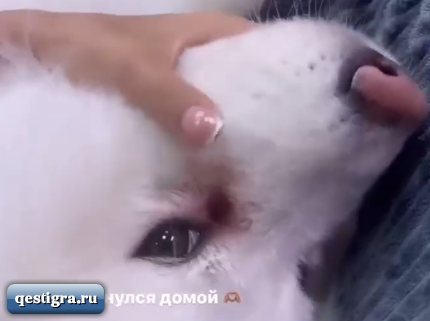 Кристине Бухынбалтэ заводчица вернула собаку с "больными глазами"