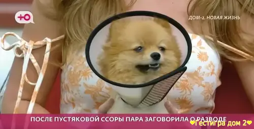 Сергей и Евгения Хорошевы улетели в Китай, оставив собаку Кристине Ляс